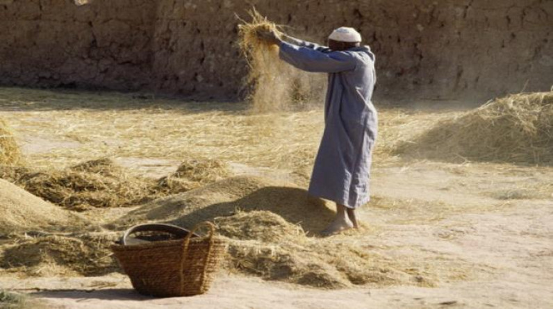 أزمة ندرة الأرز تتفاقم في مصر: لا حلّ أمنياً